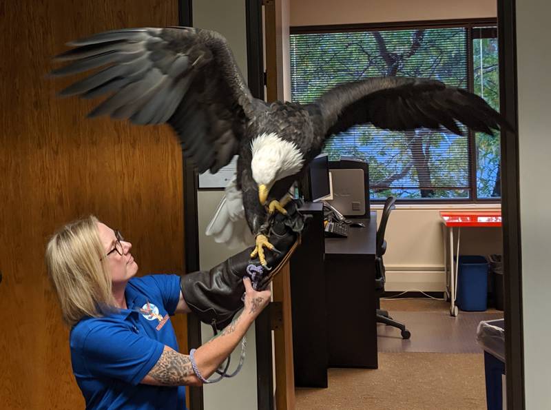 Bald eagle