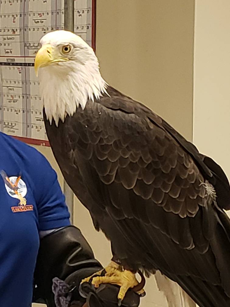 Bald eagle