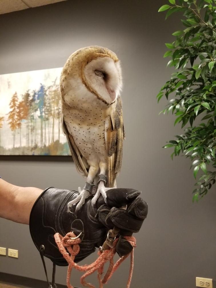 Barn owl