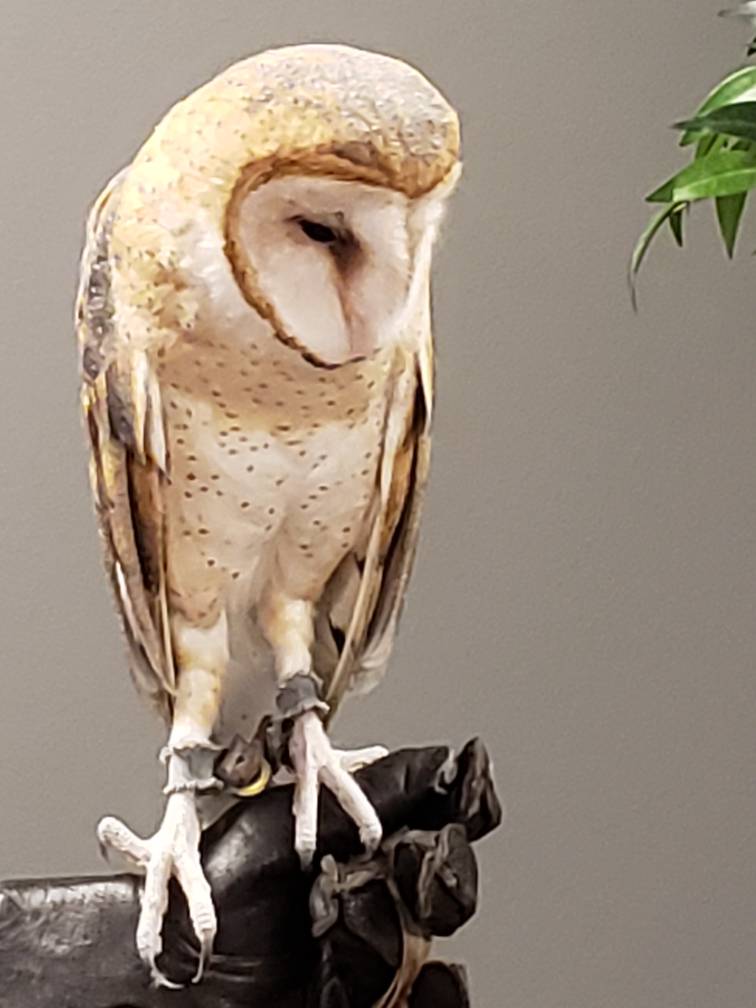Barn owl