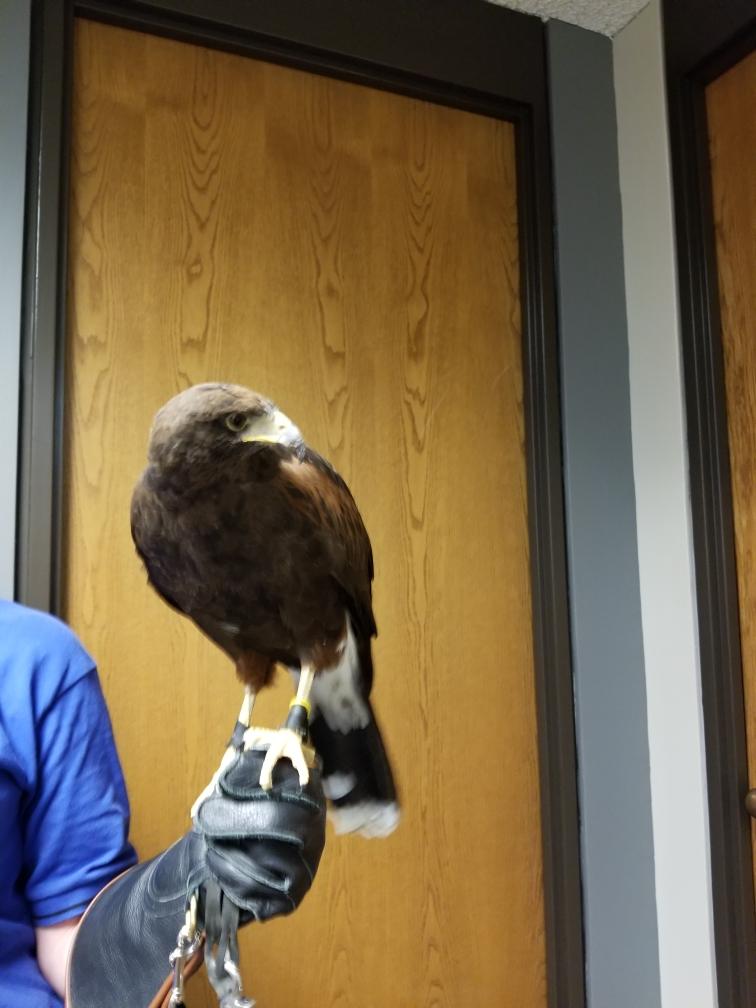 Harirs hawk