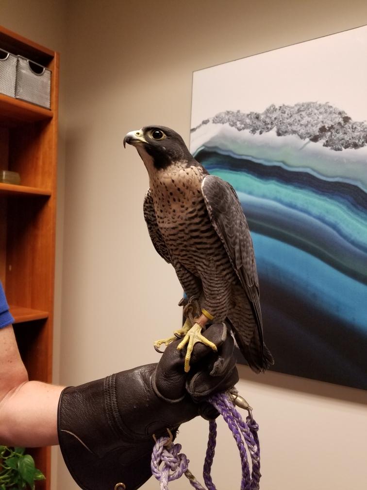 Perrigrine falcon