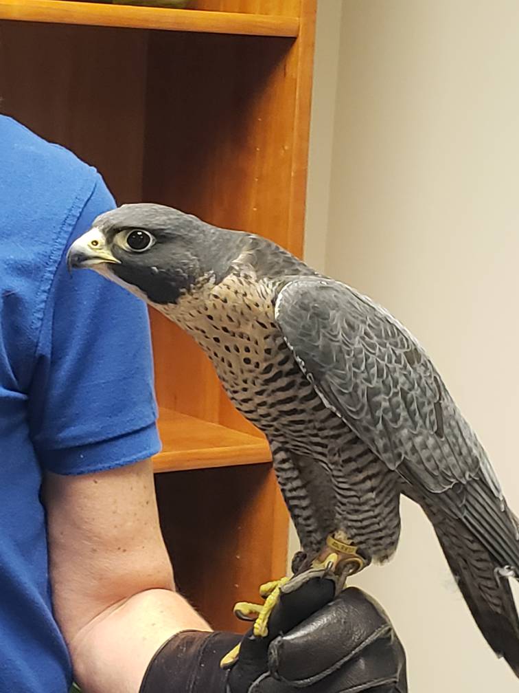Perrigrine falcon