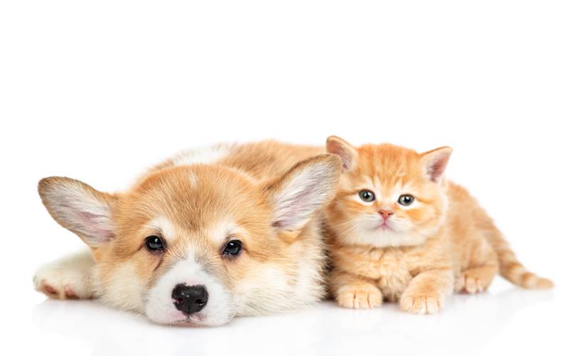 similarly orange colored dog and kitten
