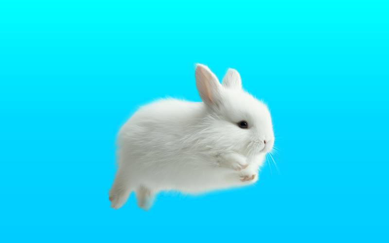 baby bunny flying through the air